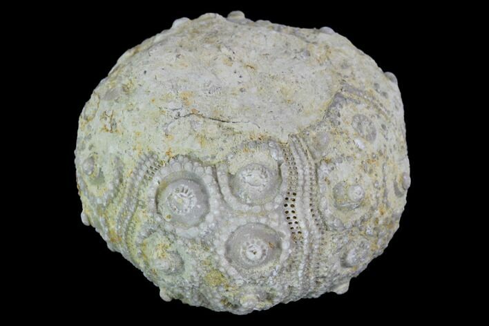 Detailed Nenoticidaris Fossil Urchin - Morocco #90401